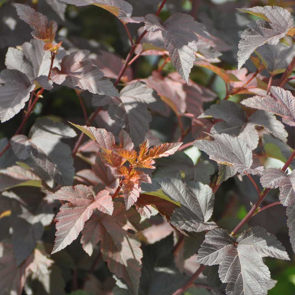 126255911781d4cc26820996099dd4bd