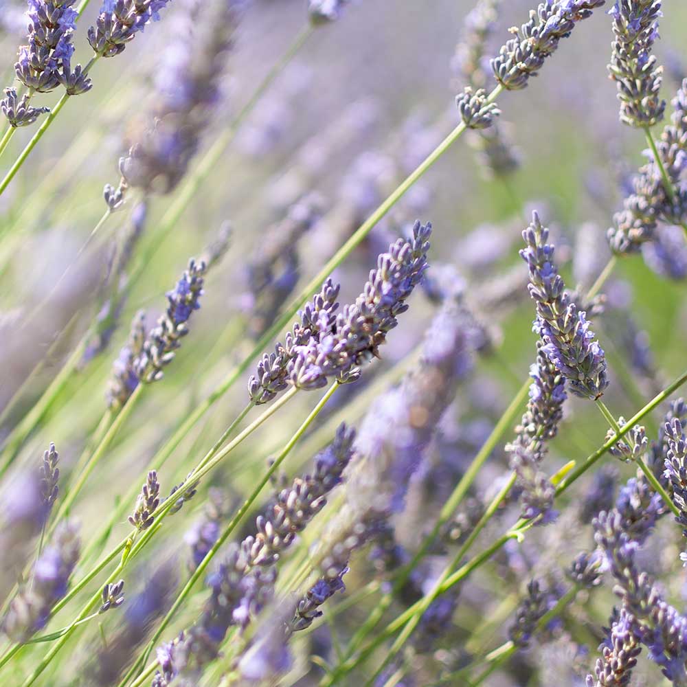 33a2e8f8760fa1d251b14bda49951823