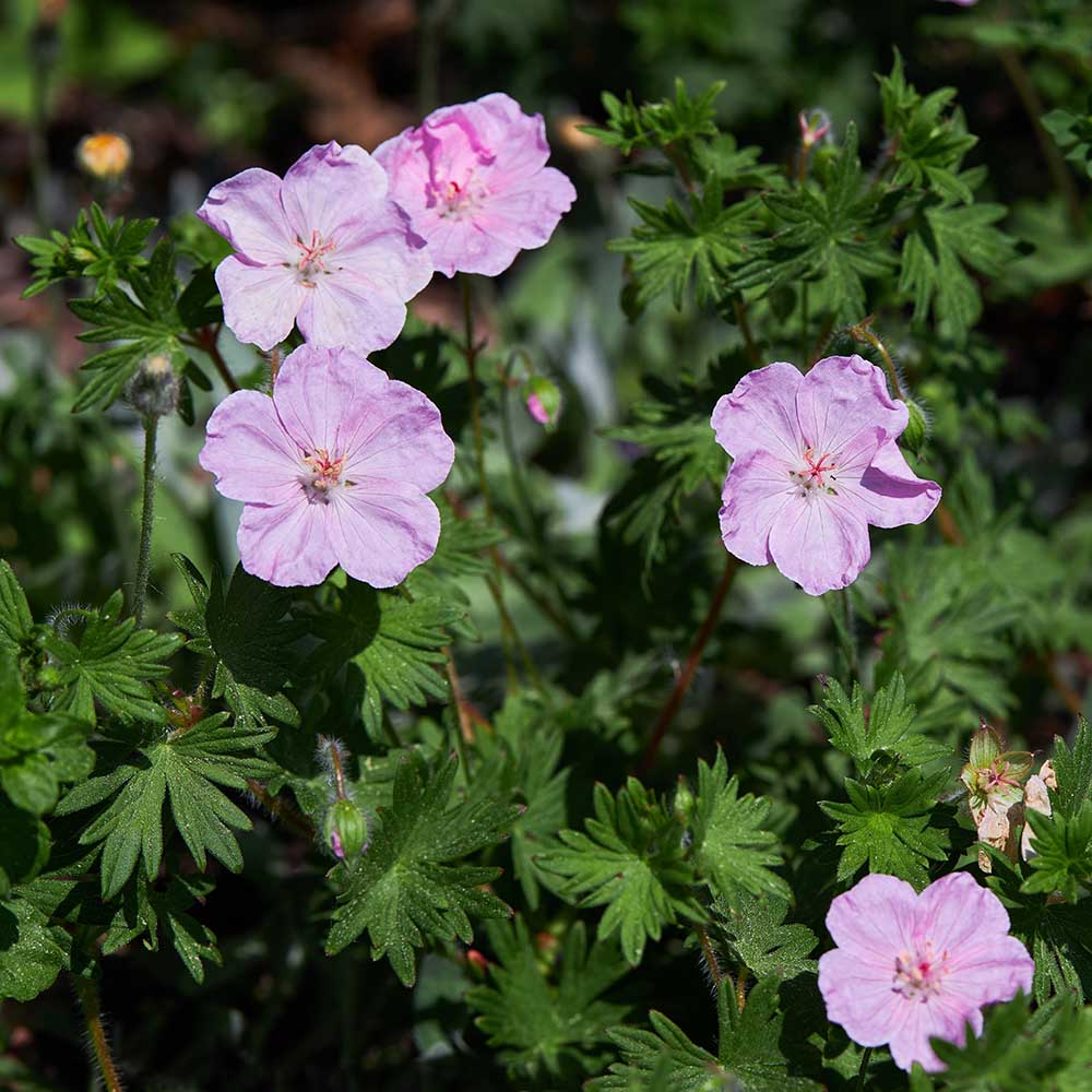 27826e4e32fa401c6c4ae5a2eba85c00