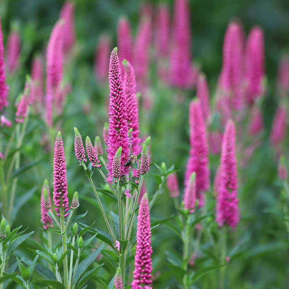 fc85b3866c9cea95650deca36eec03e5