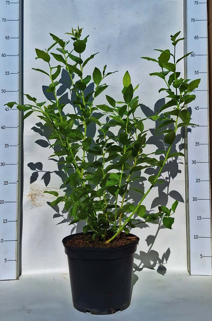 4e9a568c946bcbfd85ea3afe8bee6f90