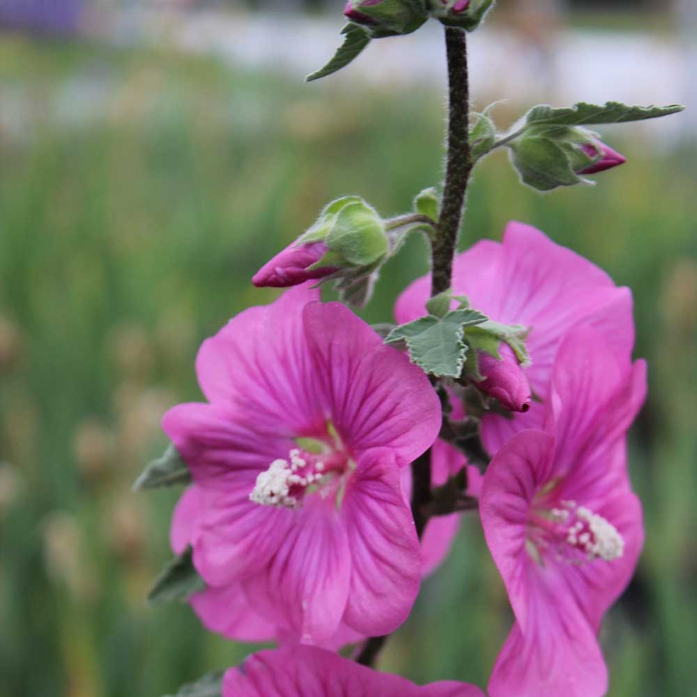 79a236d07501320e67946fe1cc4ee407