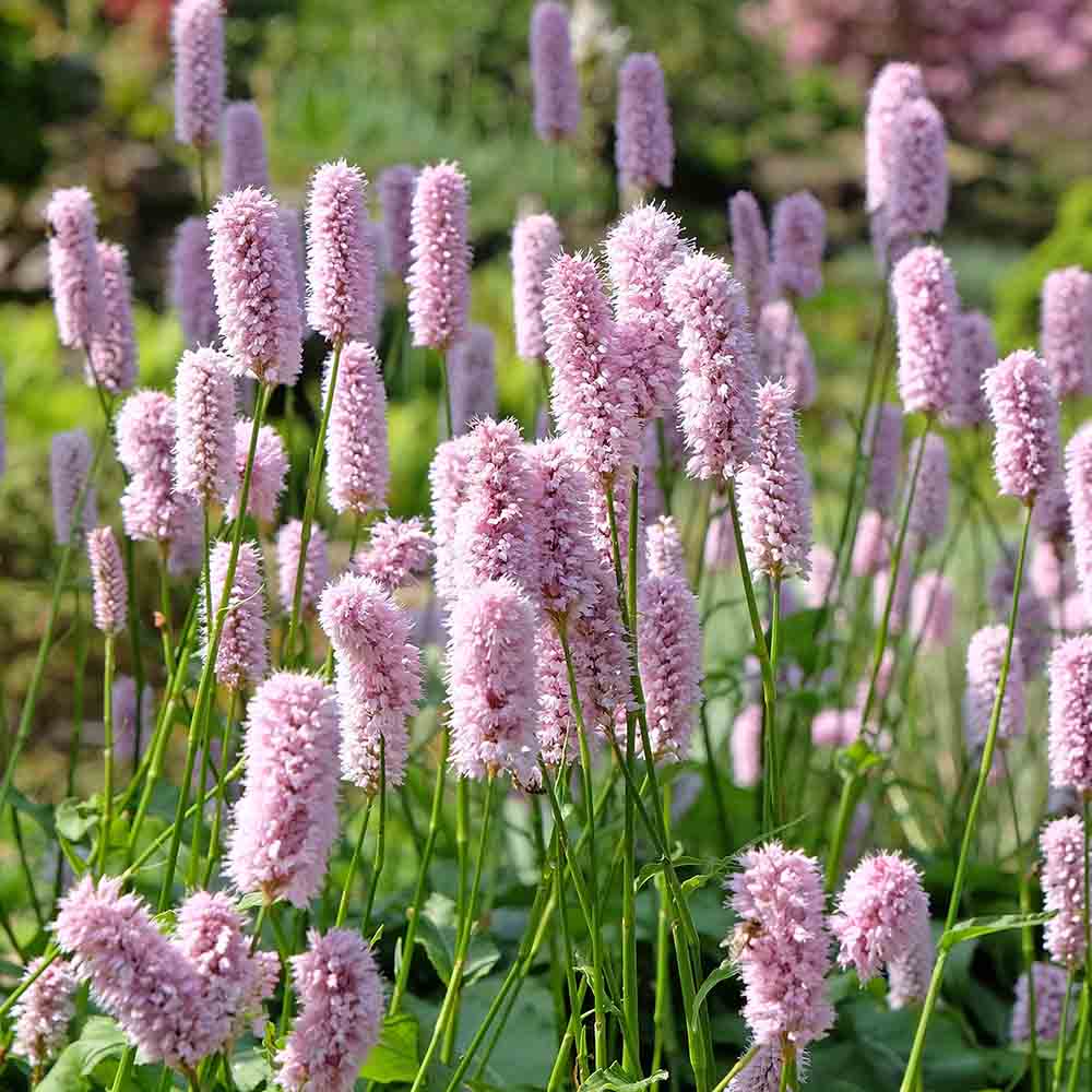 cd50da0b8d8738c743e10ba239206930