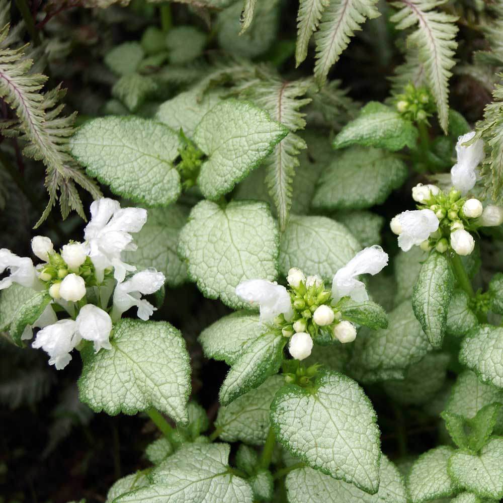 94372211f80cf836eb3d6221b94c4b21