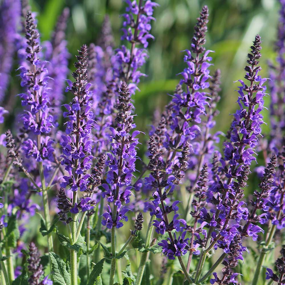 c1052f621f6fe31a162b0488d734d25c