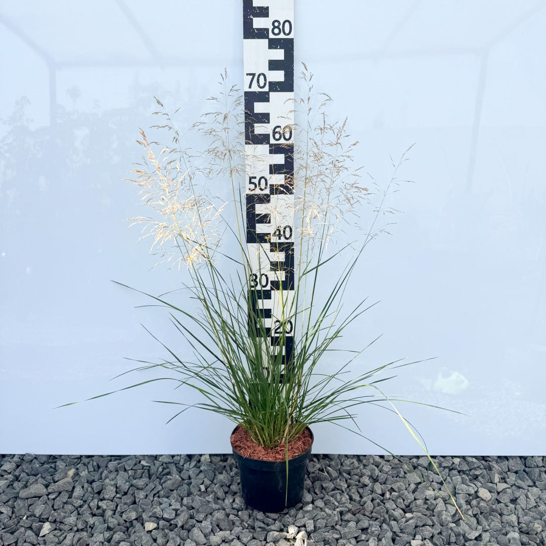 833238c819bc8aff9b7c4dbec7477a80