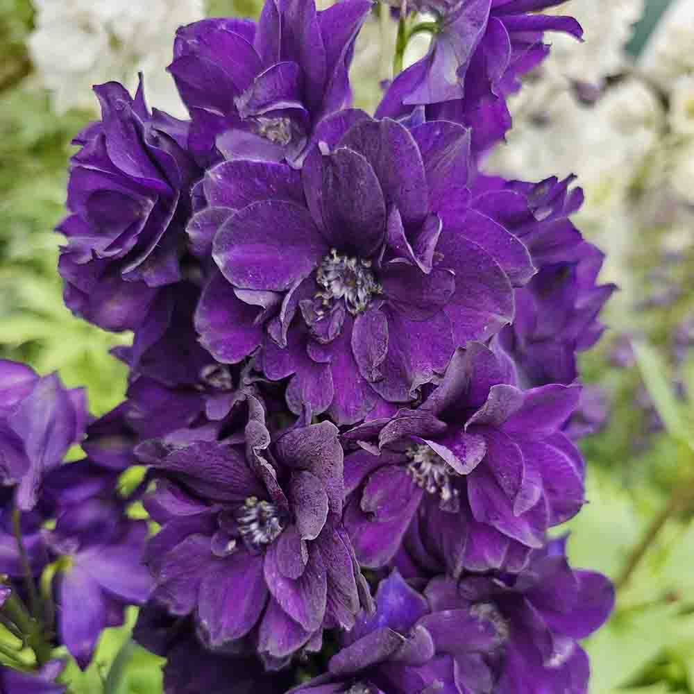 7a15df42fd7d148eaba0c7c6a22cb709