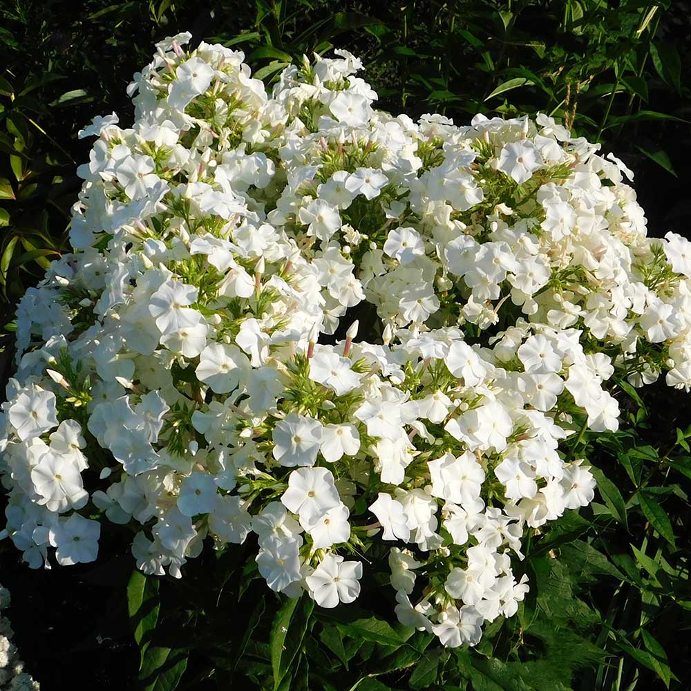 9b32957f8921750c2adba1b371826955