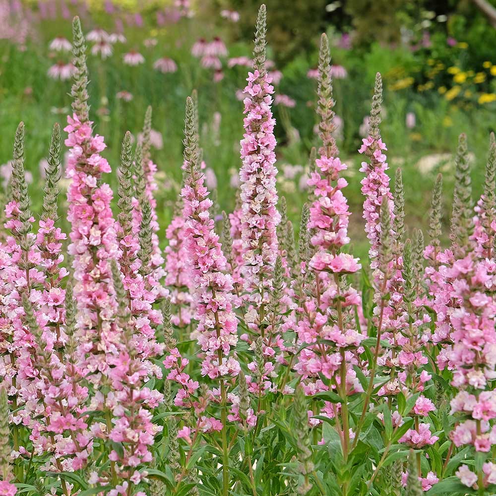 da82139abd5aa62ff391895d14d6d2cb