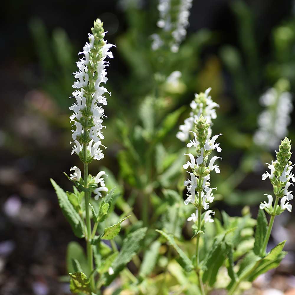 efa0f4afb4732b4b646e7803dbcdb2b6