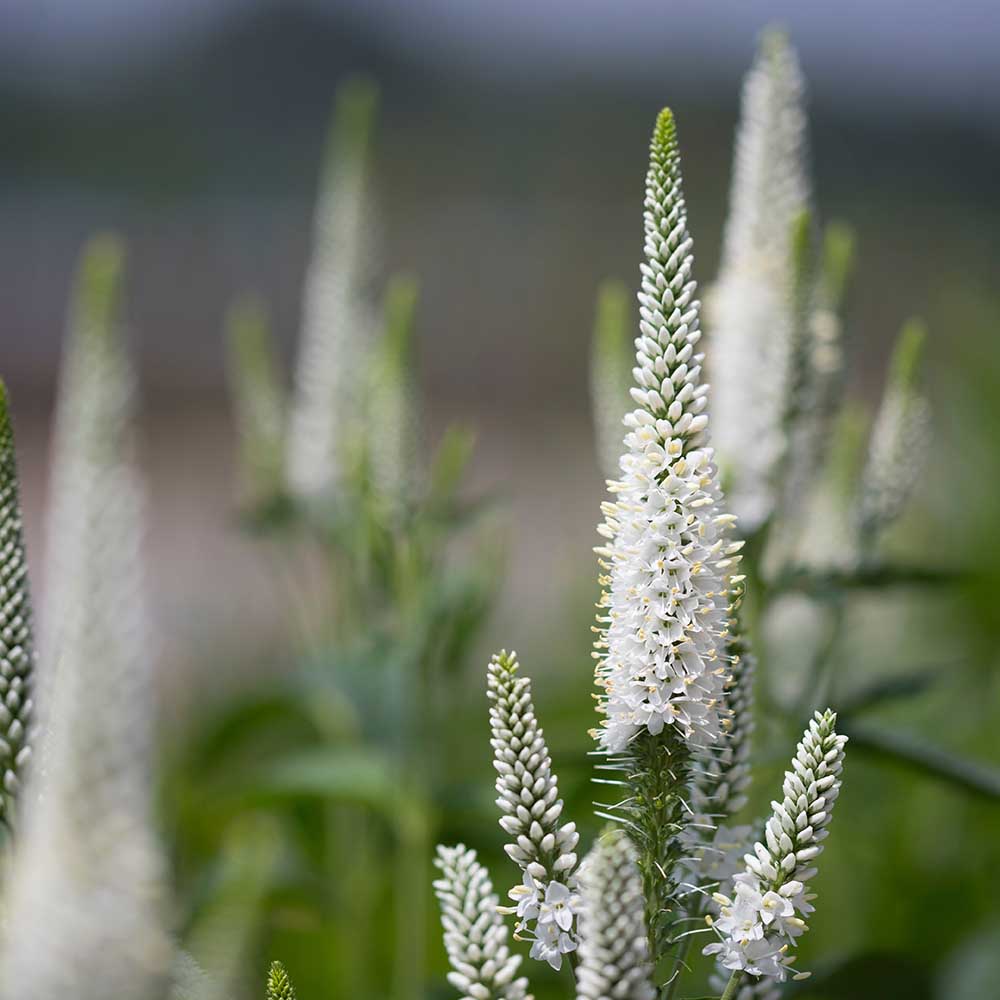 96a6726ab0c75aac5550e37410c3ca3e