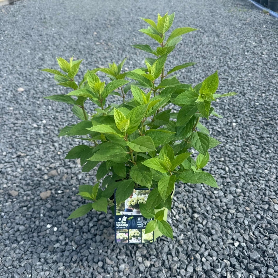 9eeffba3dc39d7632ad7e22c47949fe2