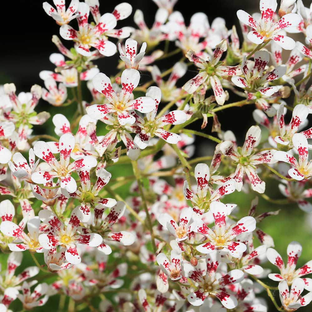 9e53b6e4a38dba9c4993a076632634d5