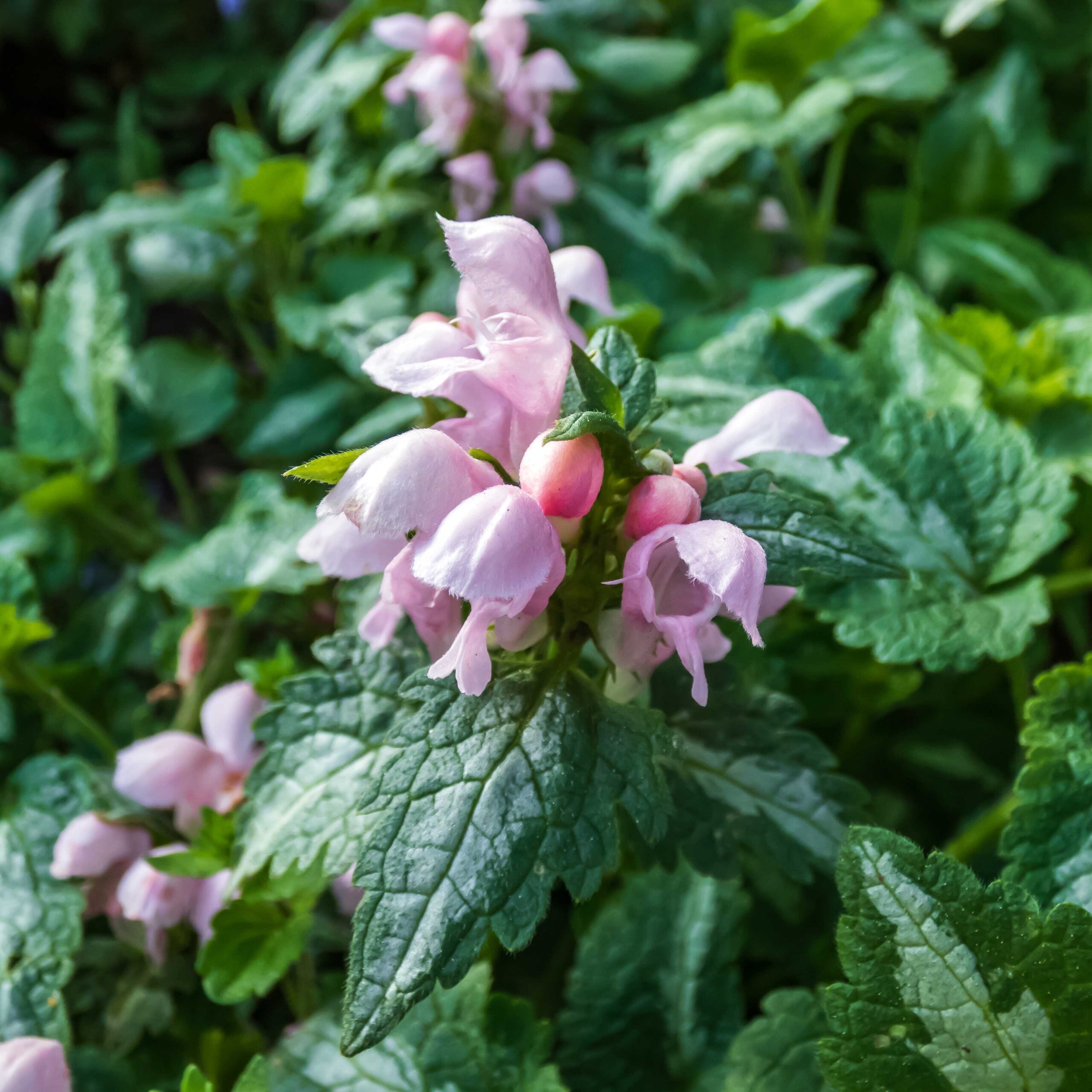 479e3f89aecacba6982ff1b59ed67d77