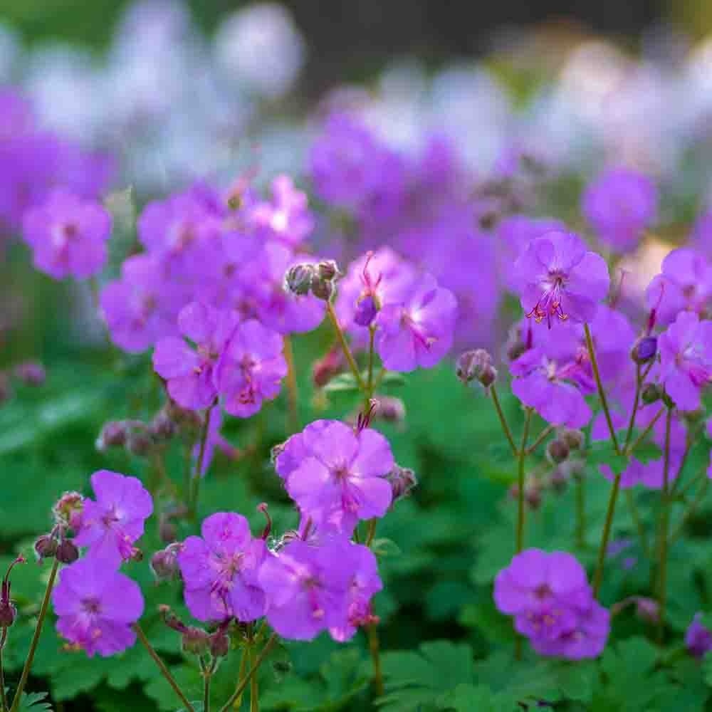 29b89b07ecb7b9c203cb5a67b6ef95a1