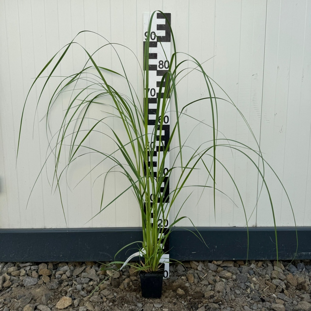 6118d32c71685ee9e5f31b08162cd15a