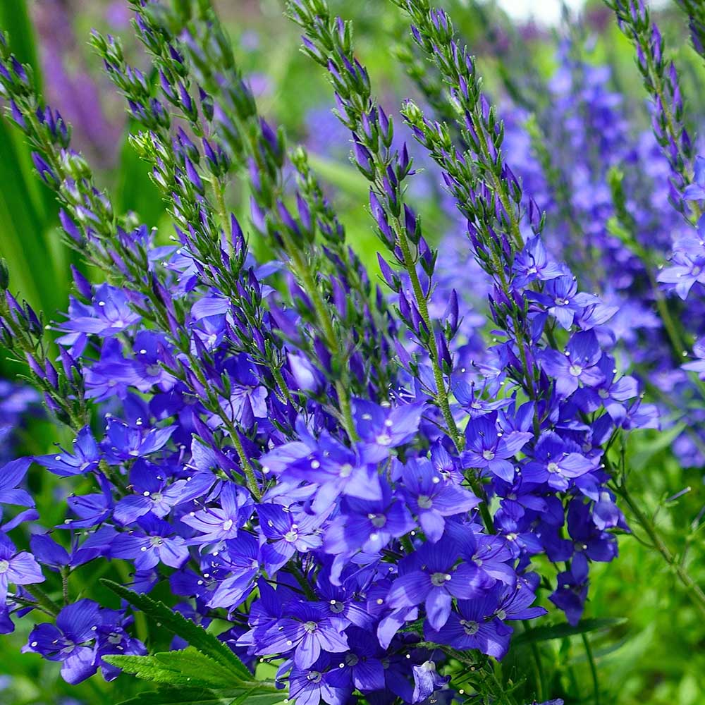 fb43ec09f892077c701996712f169880