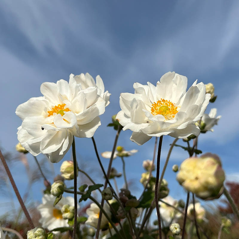 2f88f5932c6d42588fe19bc3f59902ca