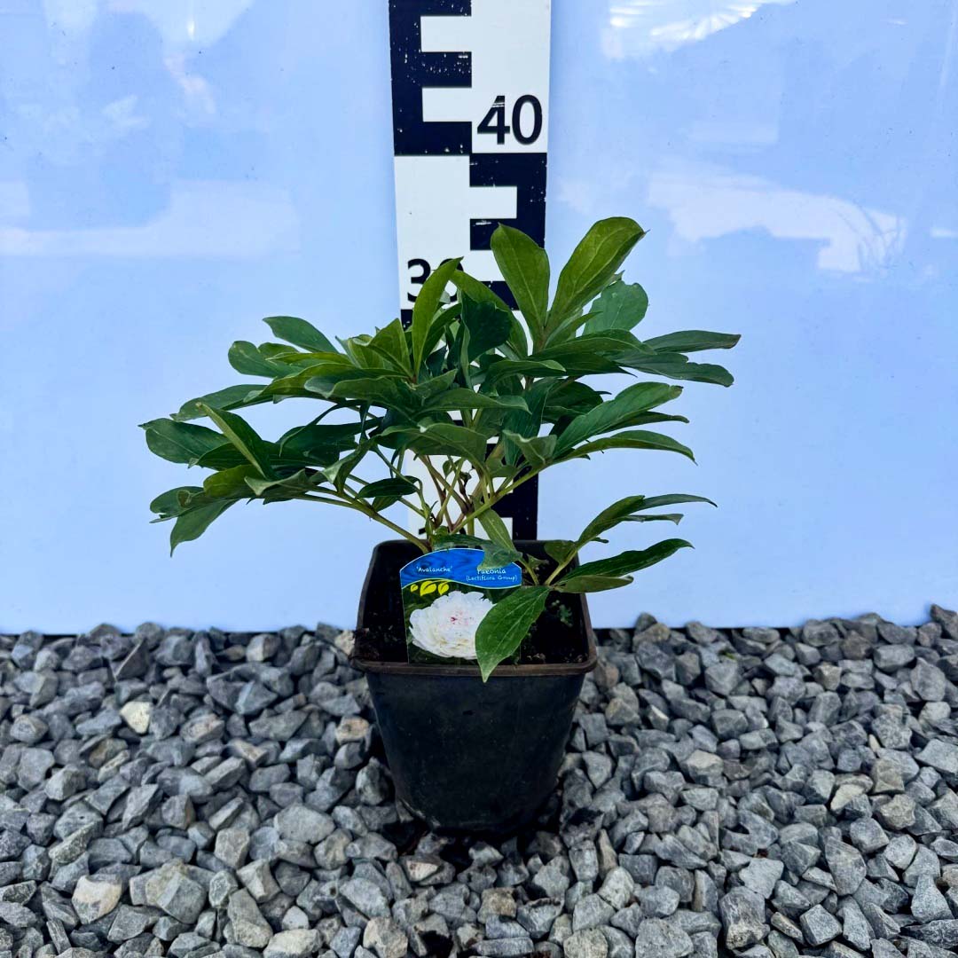 bc95b20be79ce528fd4d908e076a3500