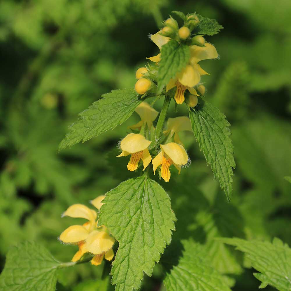 f425c65e1203db329282379116e33d14