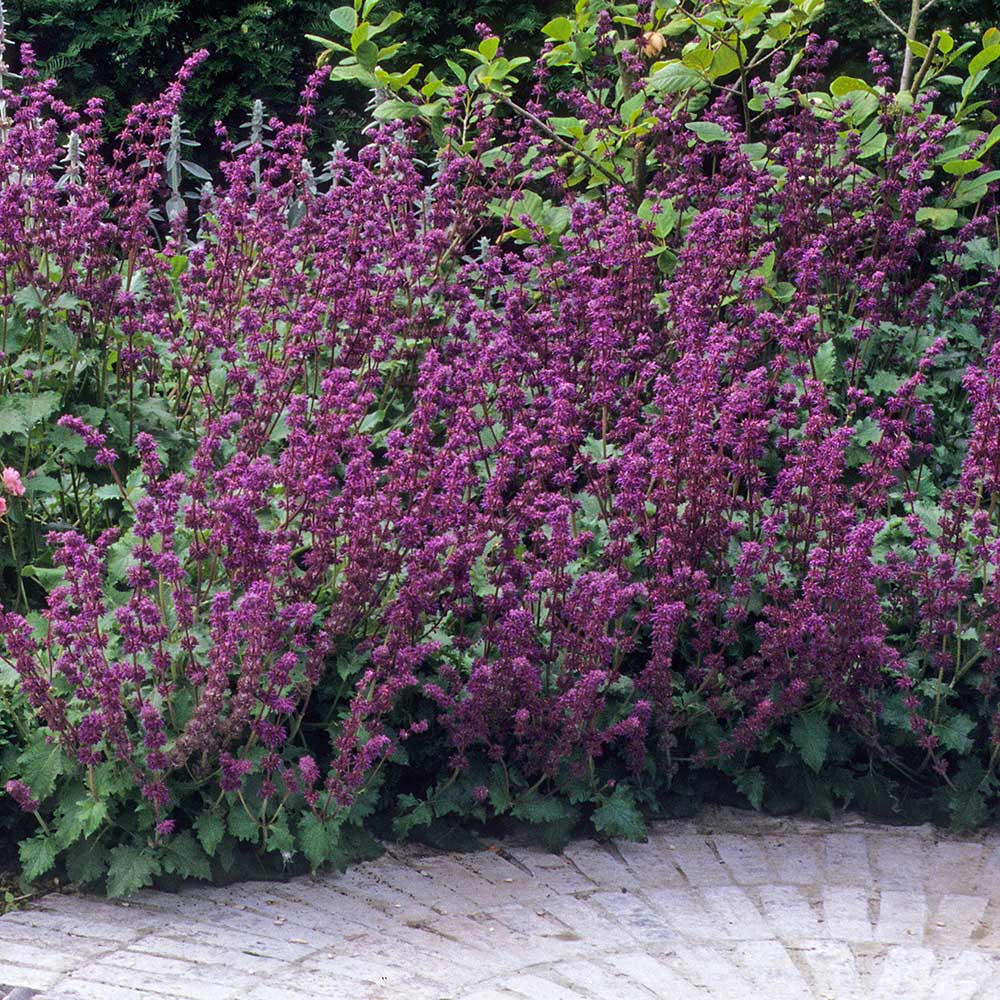 596df019b2d0511f6cab4bfddaecf71c