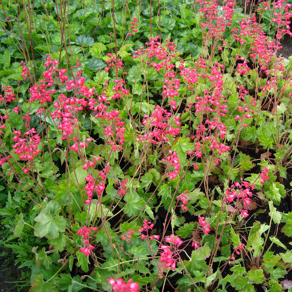 0c2fdc881ec1f8225272f16ab1d771be