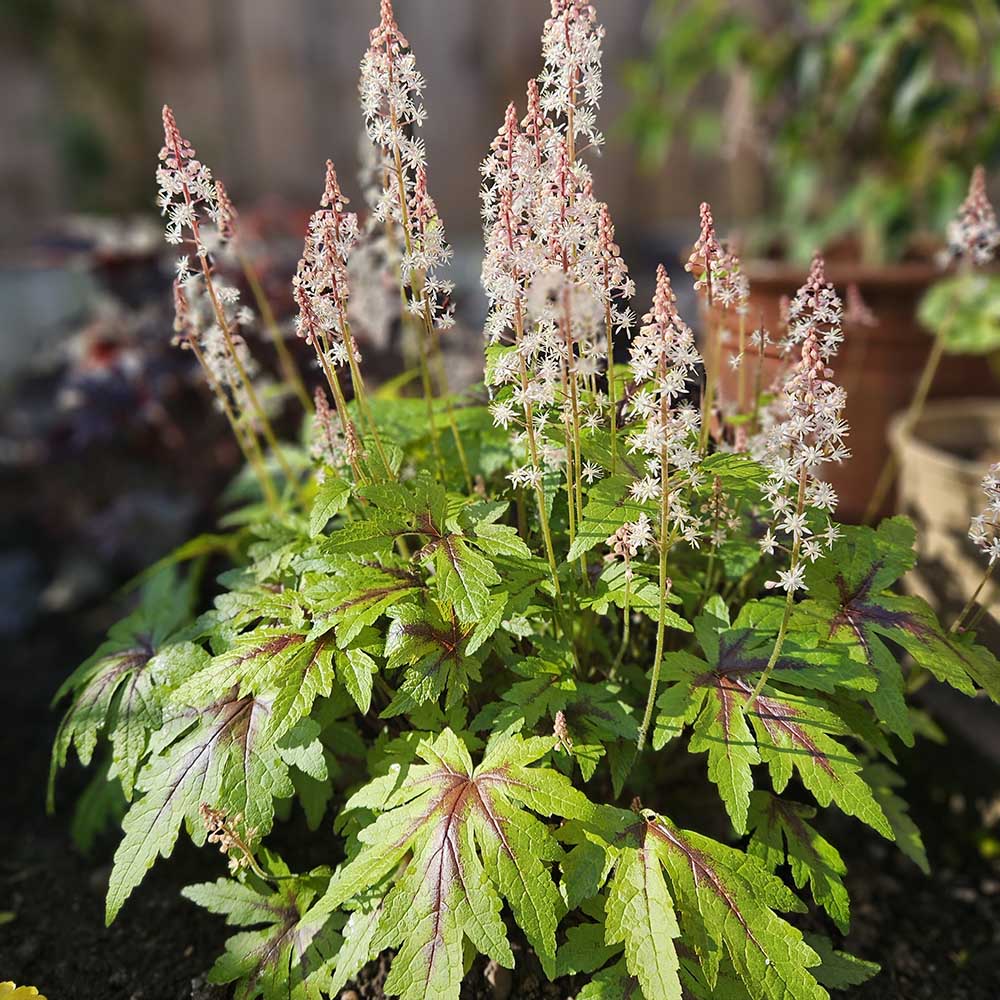 85cfcd61f0770884959789c3549ee675