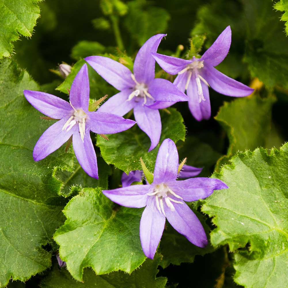 1eaa89d86450cd9c46707cb583a888ea