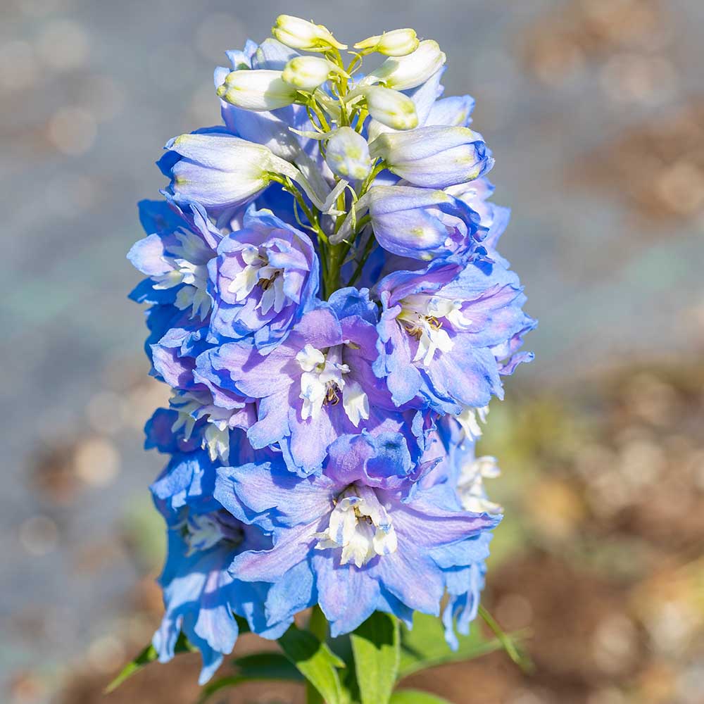 66a4f266c5c1de3dfae0a8b840e45825