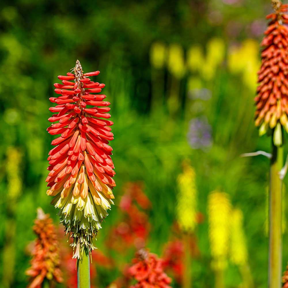 24b1fc0692104da8f245f42de8b950d6