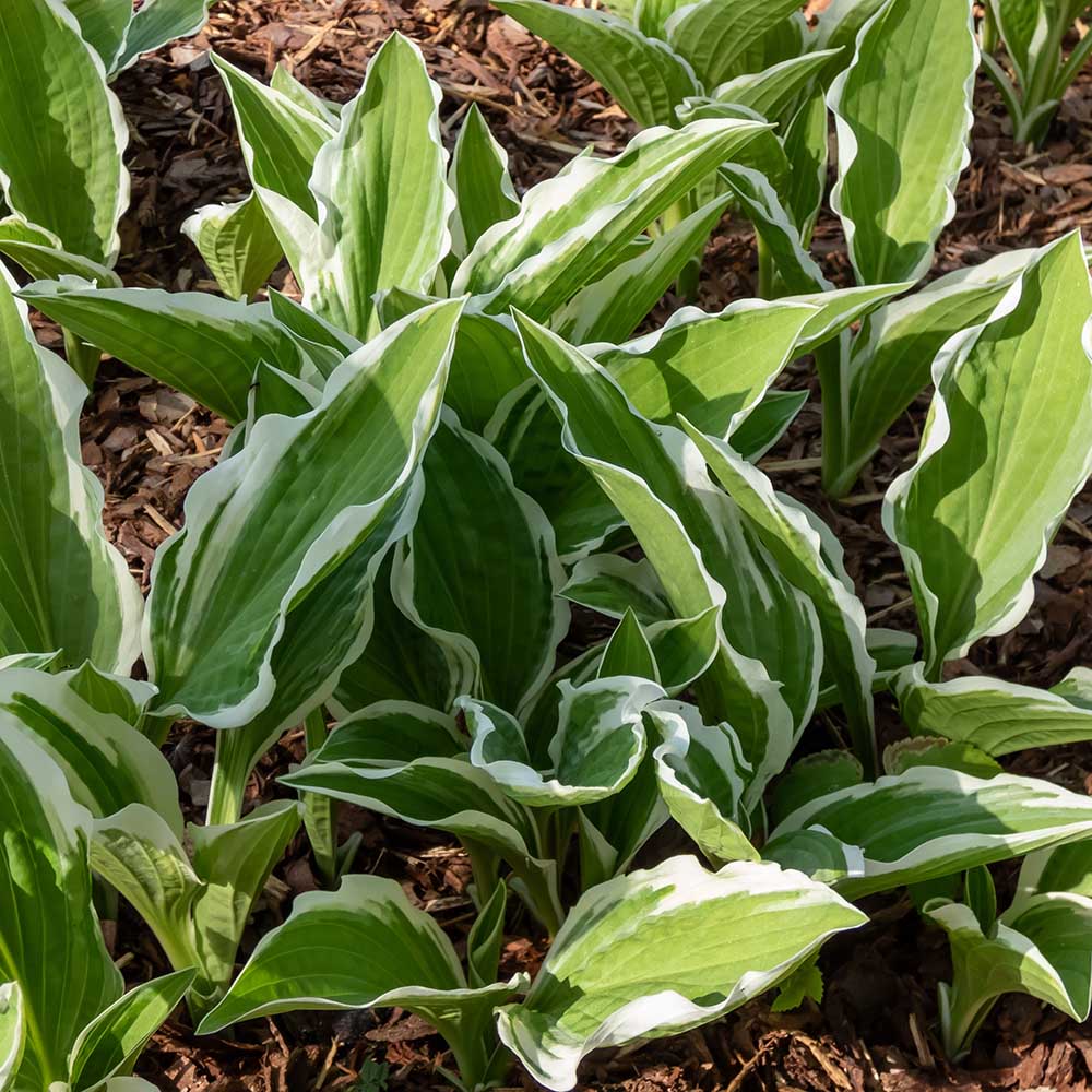 73af9fcdfc08254e4da0a92cfbb10ee9