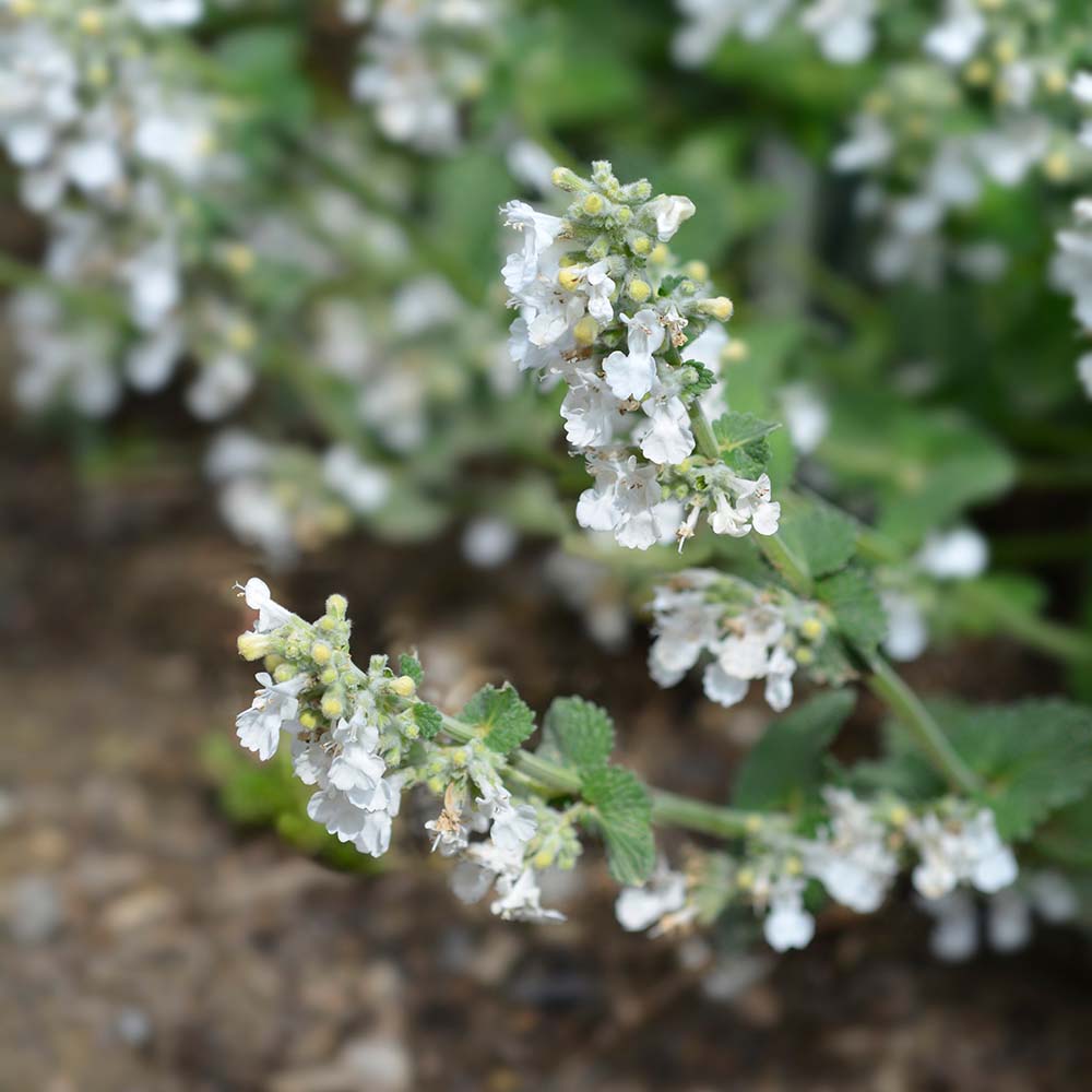 d21ec10f93ea2af21ff0baf8a23206db