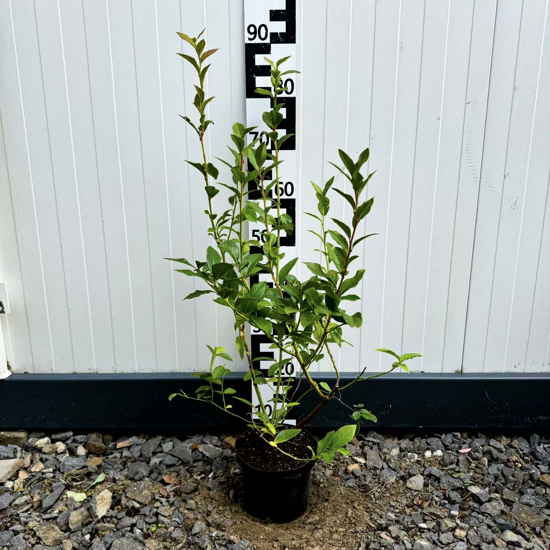 c483f1ea85ba20ac5849de38009ed0f3