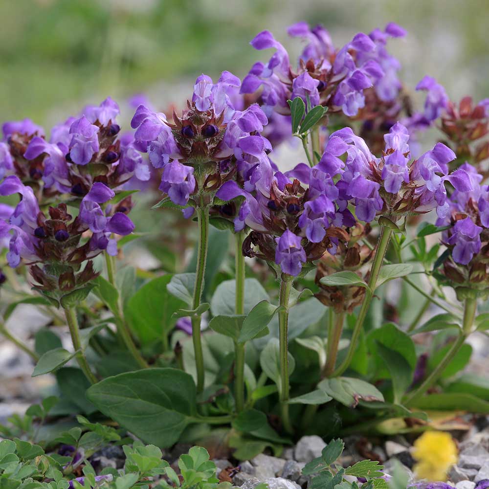 9b6b411ba95af84731a6f2d1282e19c7