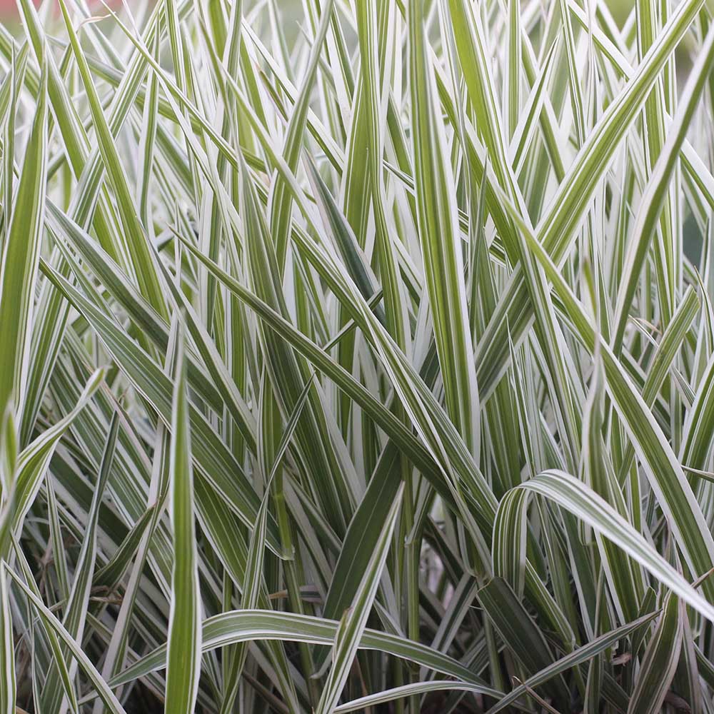 a01090f49912774e485a900ca7a90e8e