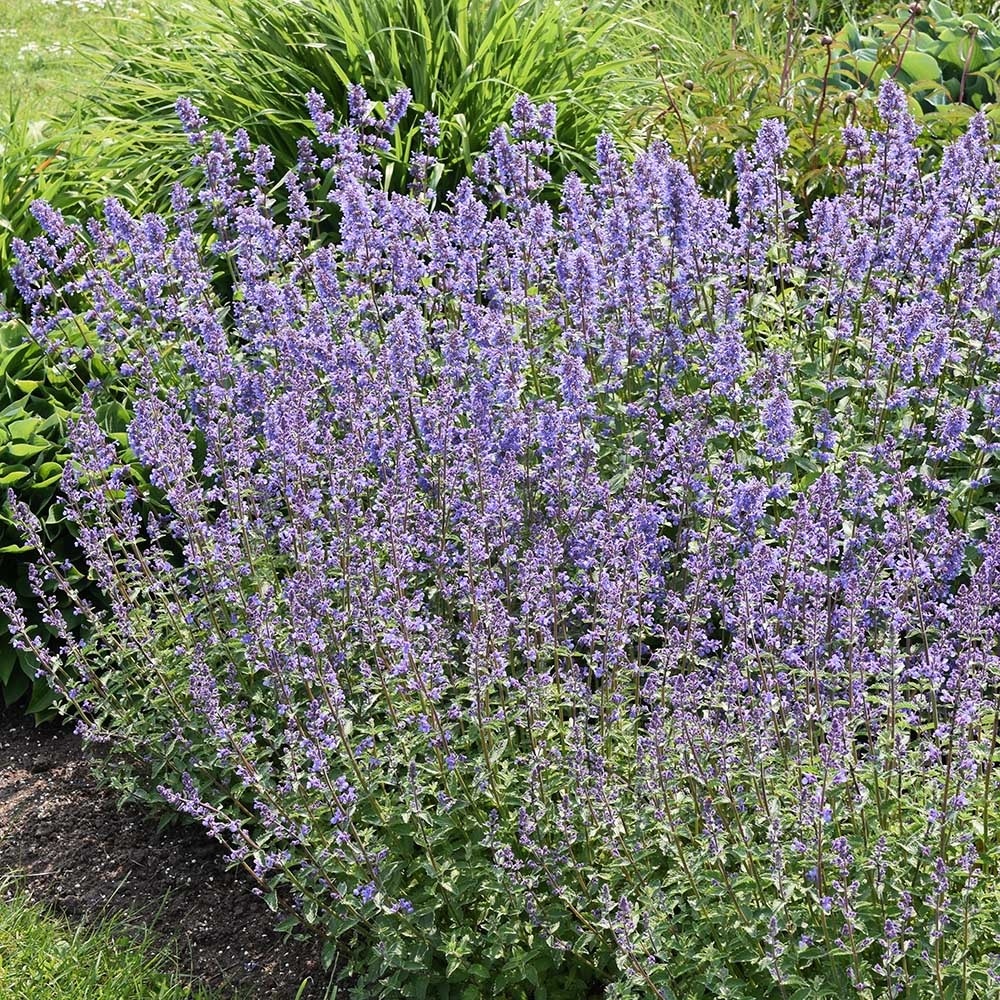 00205b1fd7e3c3d908a70d69d07c81aa