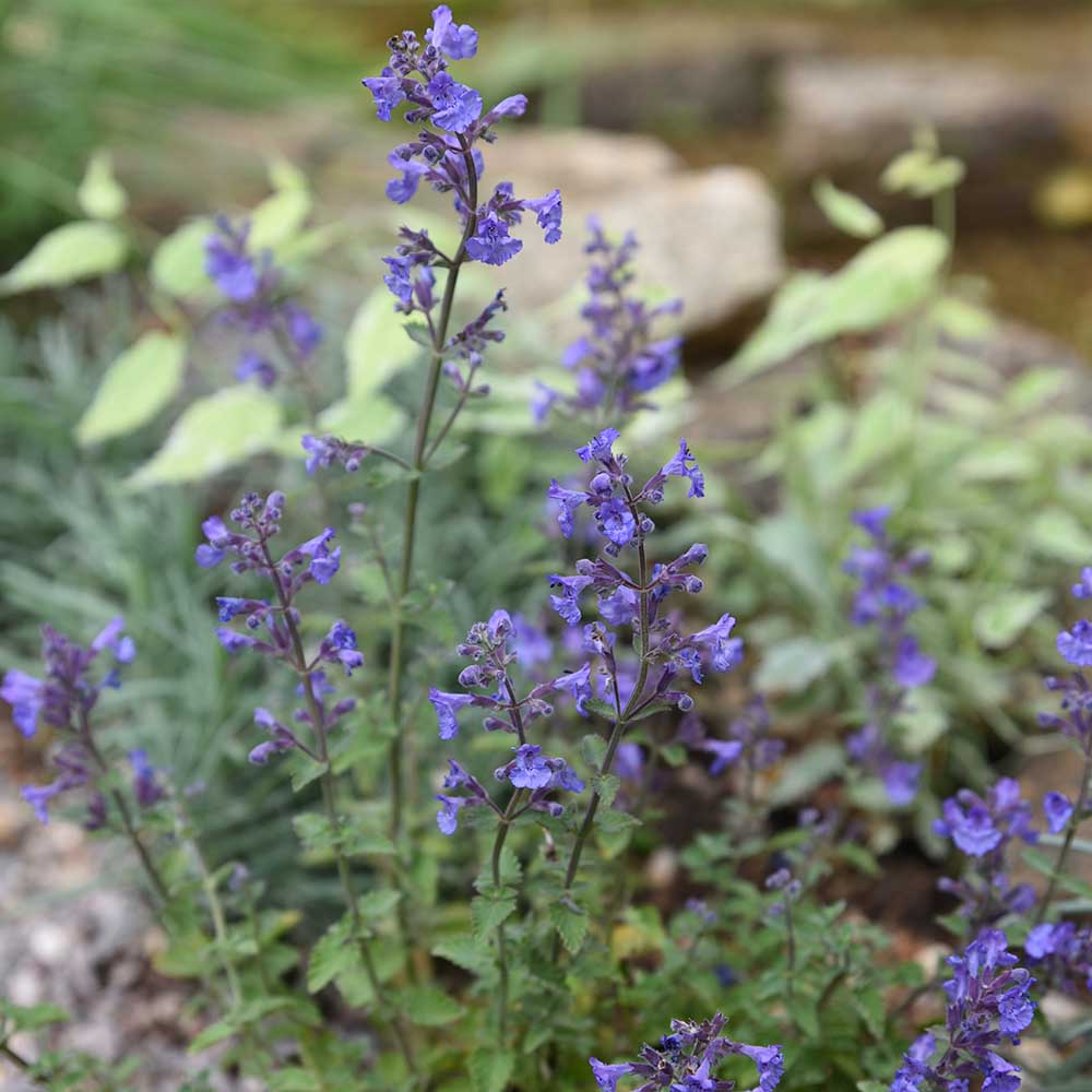 3cb9e6b9b85a3547c8ef5aa15f3b8323