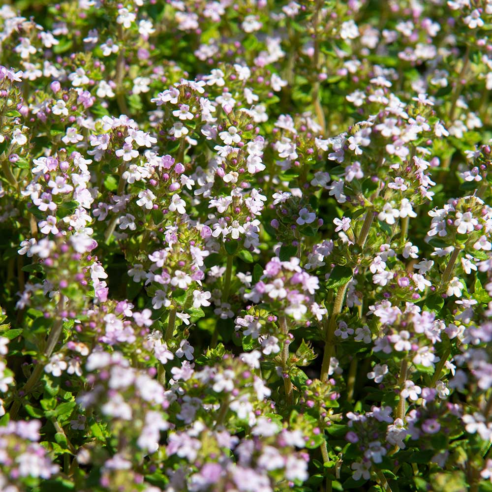 49e03c6a7c3130e0cc4686da67e7608b