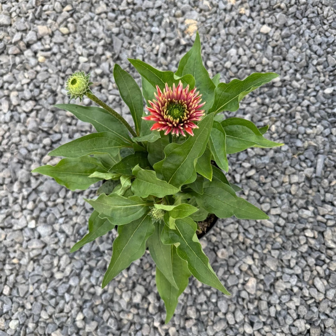 bc07109a43d9c7b3c21ddefa1d9a2eb8