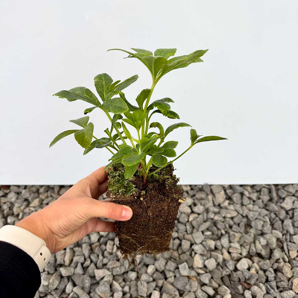 b713c8ab56a782a5e185cd3ac057c18a