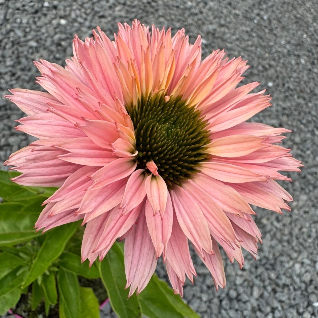 c76ccb9b30e5eb1cc18cef73bce9c114