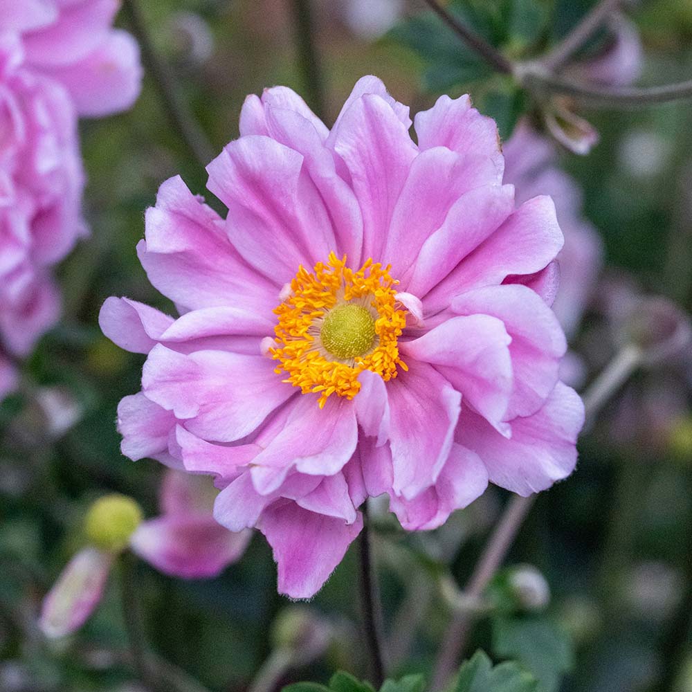 bc40f4517ad8a02fe28c1cd28e12682a