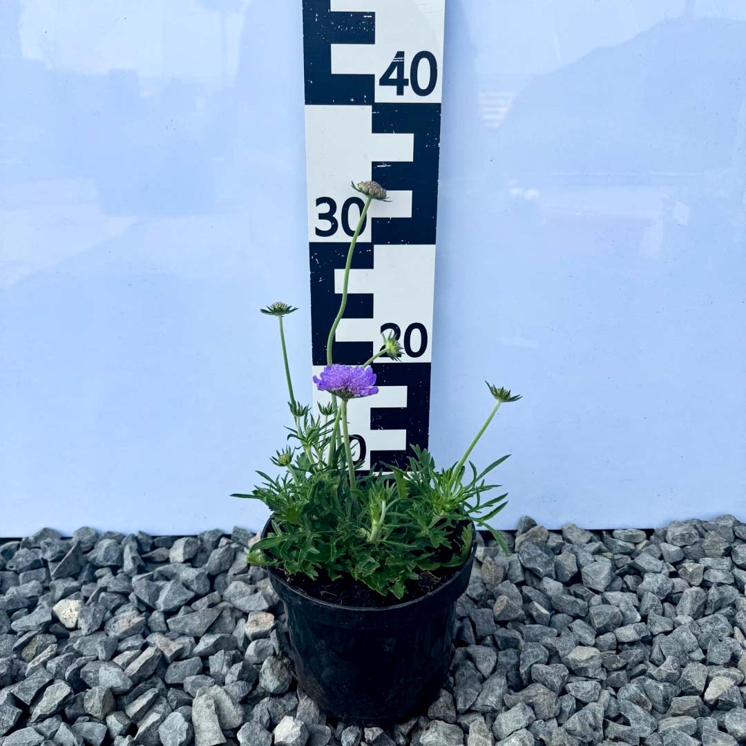 8654bac35bec4b609dd7634862cbdd33