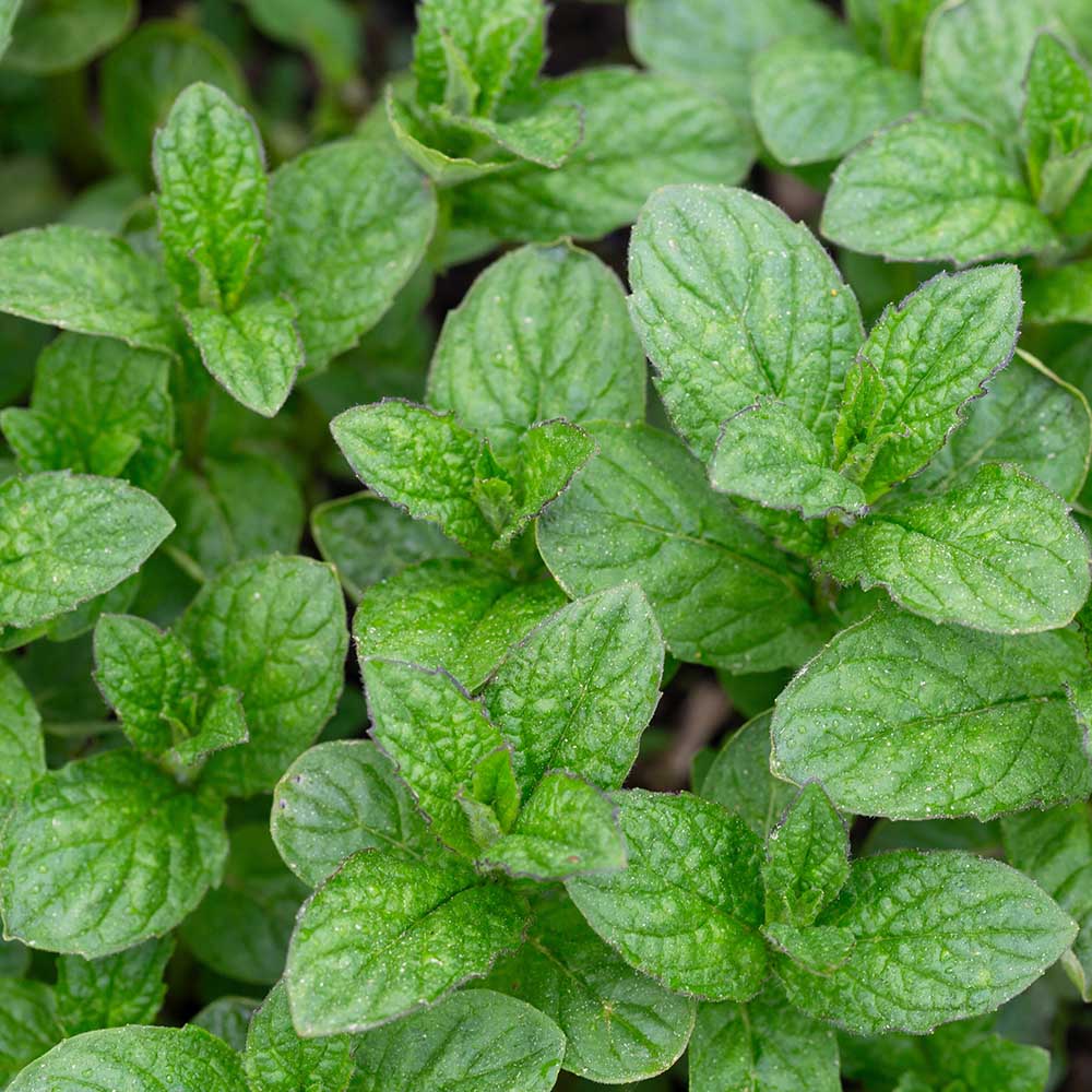 b274fcef22a97d5758fc6173e04b5a34