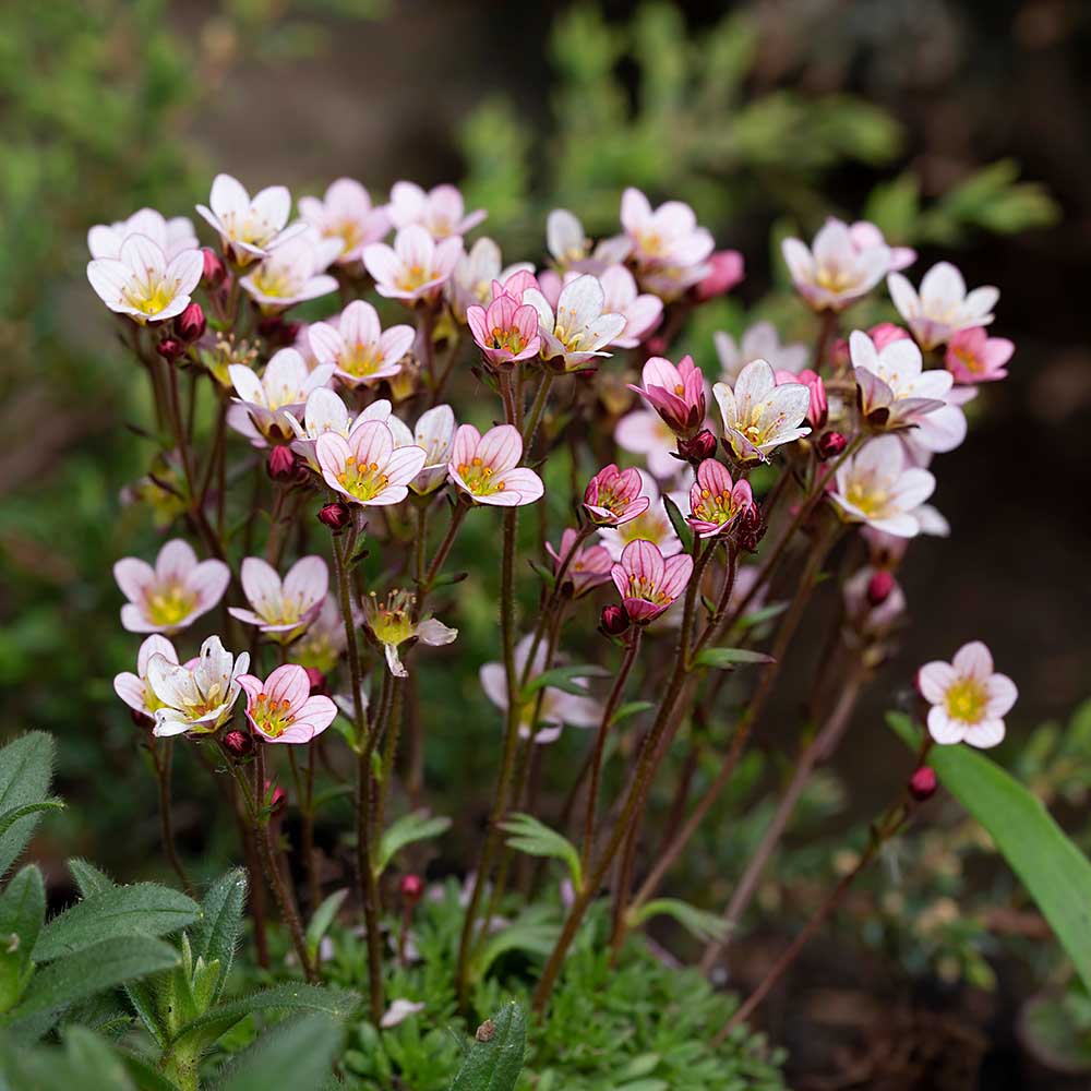 1c3d049b6d74e39cff859aa1cb9f0486