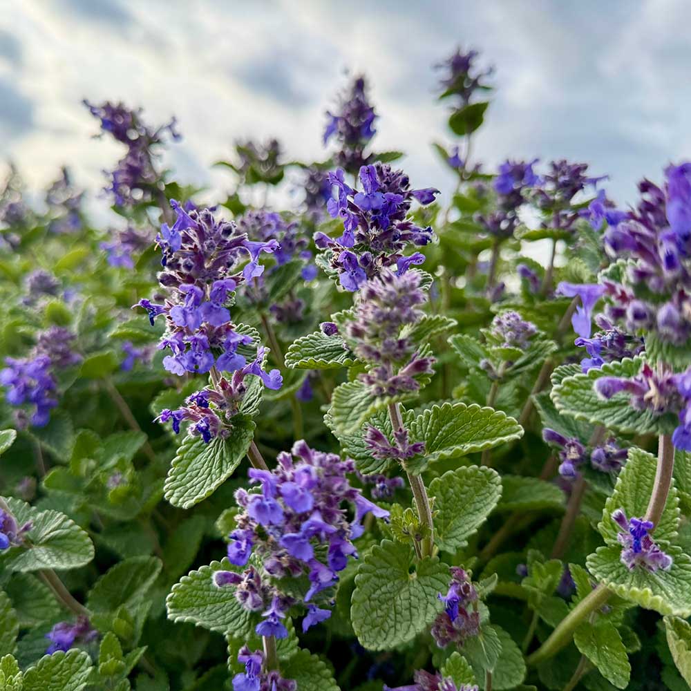 493c0f11d669f07fe843084269ffb1eb