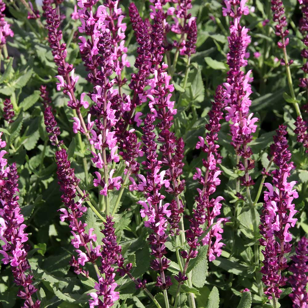 7ed58cea682508b9fb0f53dc661d373a