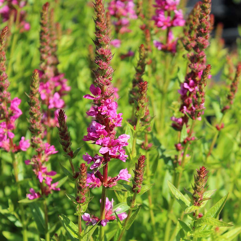 2e4c7ce882cf422aeba91b7f871b7071