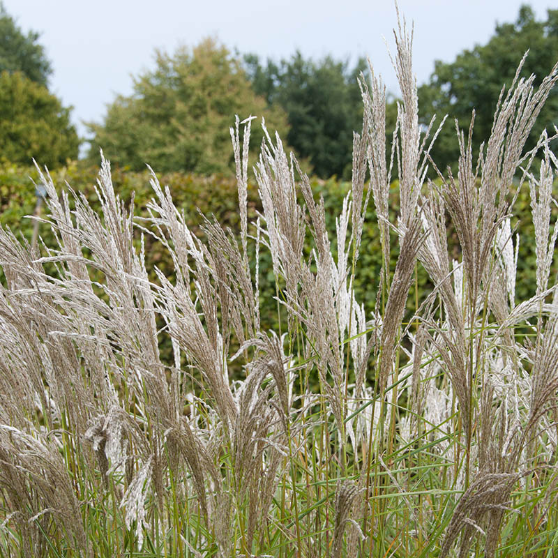 96683d9b64ca6d10b8497a8c09ab7021