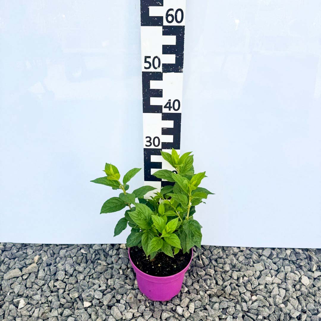 b514b9b3332cb3a910ee140a7ac7278b